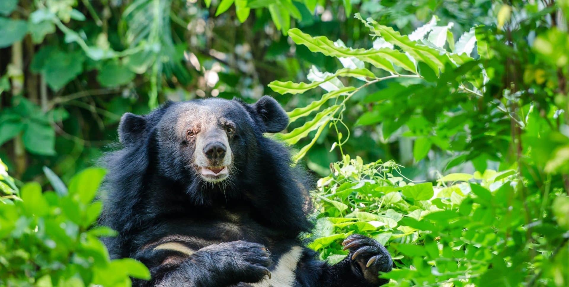 Asiatic-Black-Bear-Header