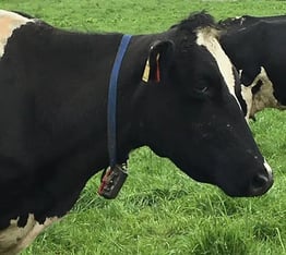 Cow-with-GPS-collar
