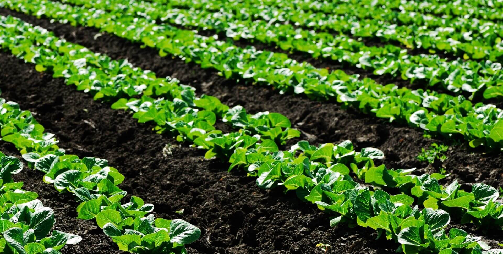 Precision-Livestock-Farming-PLF-Header