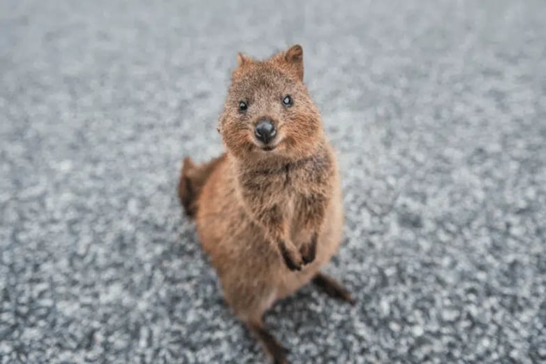 Quokka-Picture-1-1-1
