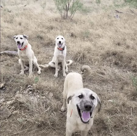 Screen-Shot-2022-09-02-at-10.26.28-am-1-2-1-1-1-1-1