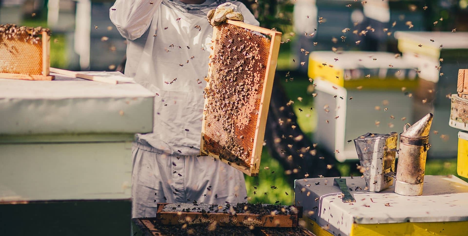 Beehive Monitoring and Tracking with the Yabby Edge