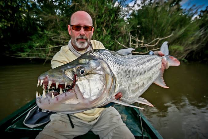 TigerFish