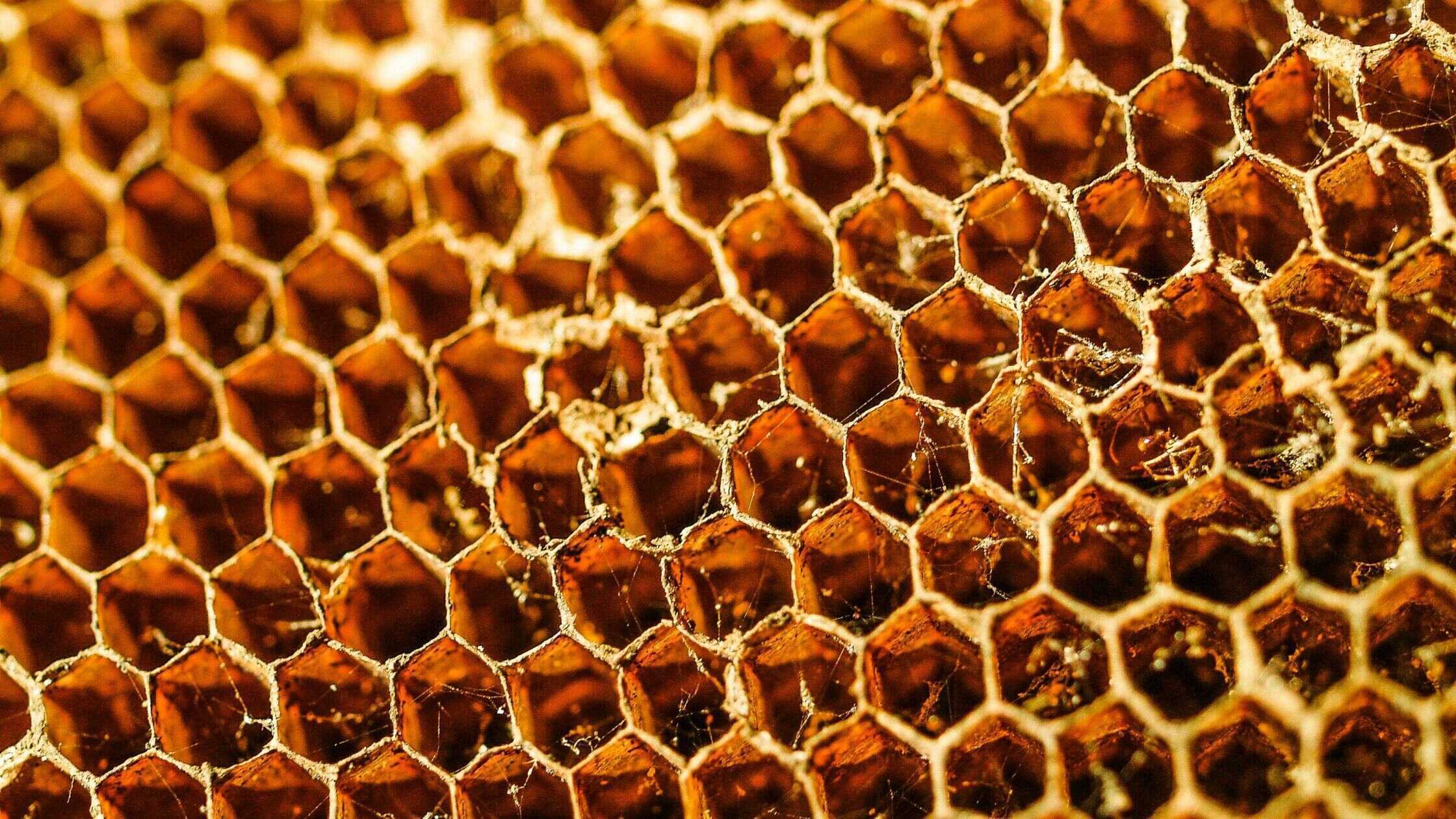 The Future of Beekeeping: Data-Driven Insights from the iBuzz2 Project