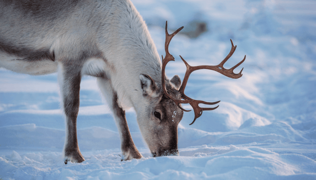 finland reindeer tracking
