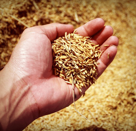 GrainMonitor-Feature