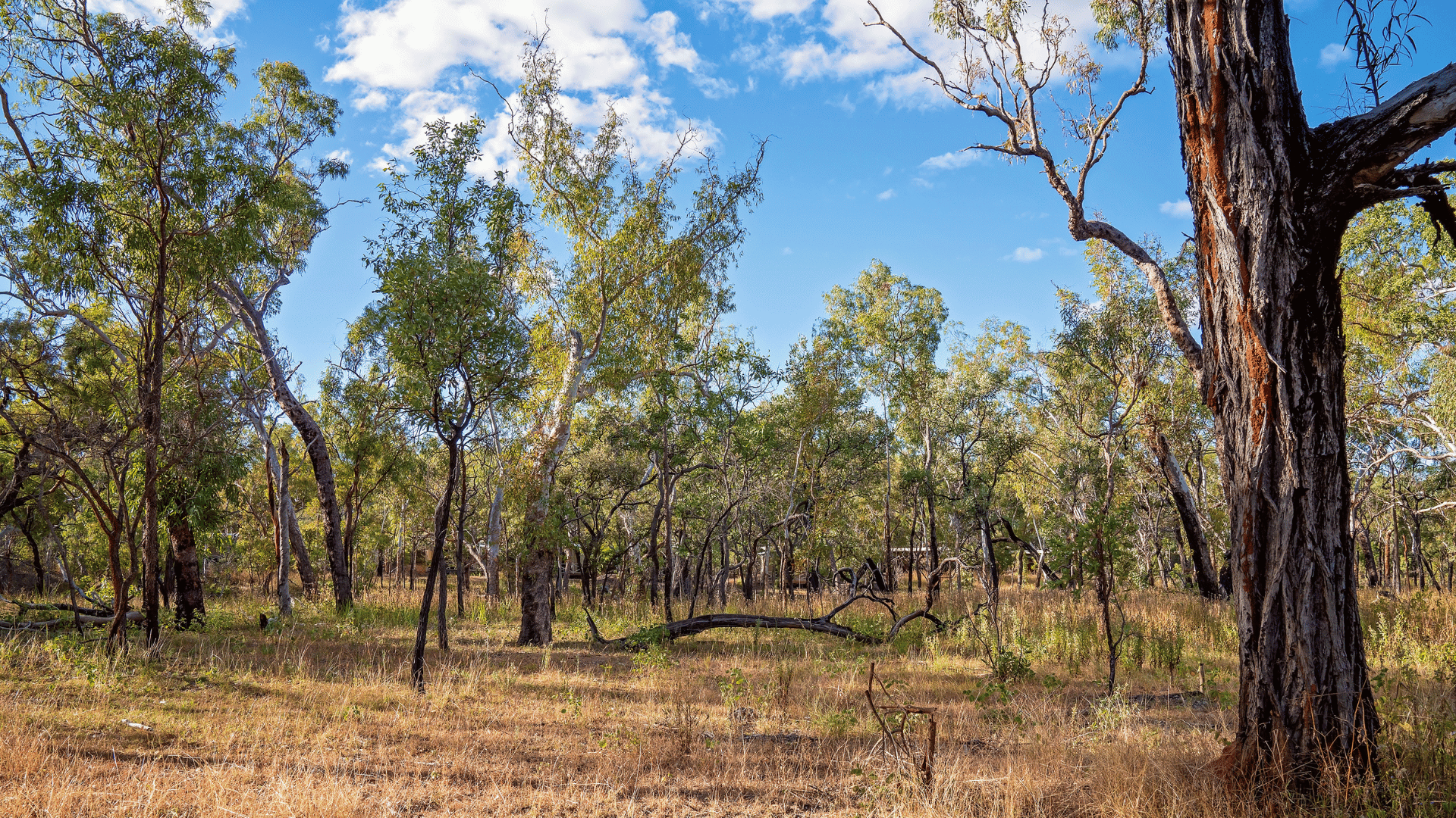 How Digital Matter IoT Devices Help Monitor Wildlife in AWC Sanctuaries
