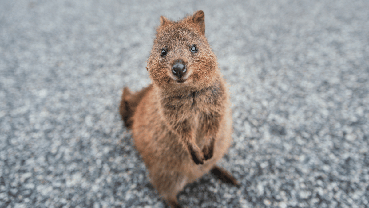 Quokka Teaser Hawk_compressed