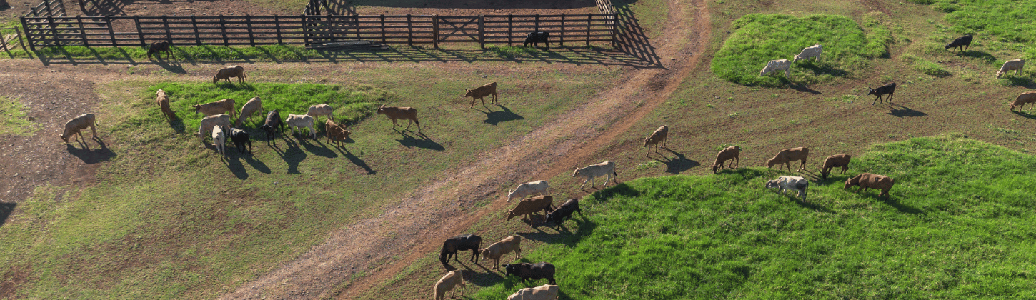 Enhancing Workplace Safety in Agriculture with IoT
