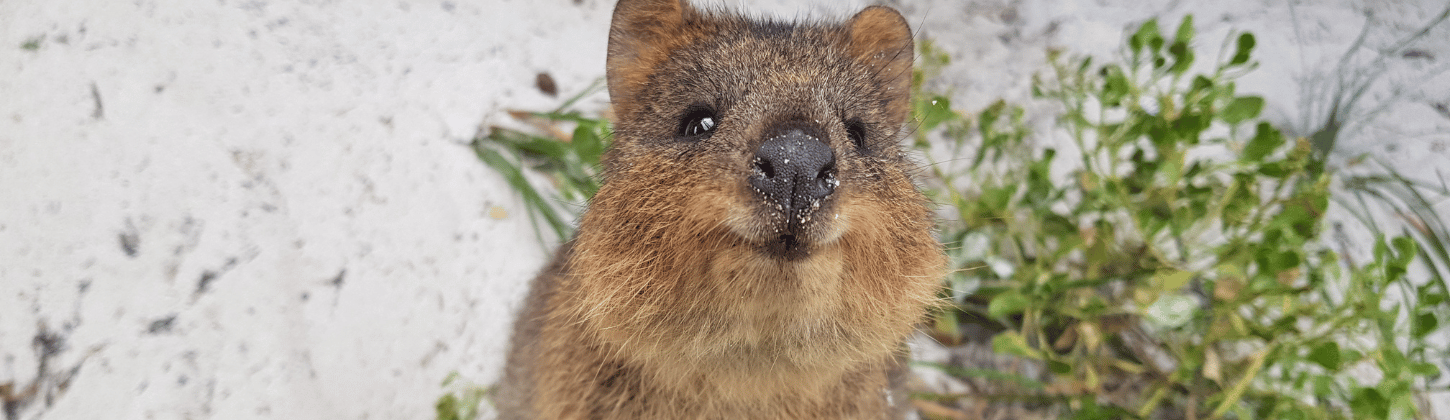 Trap Monitoring with the Hawk IoT Data Logger