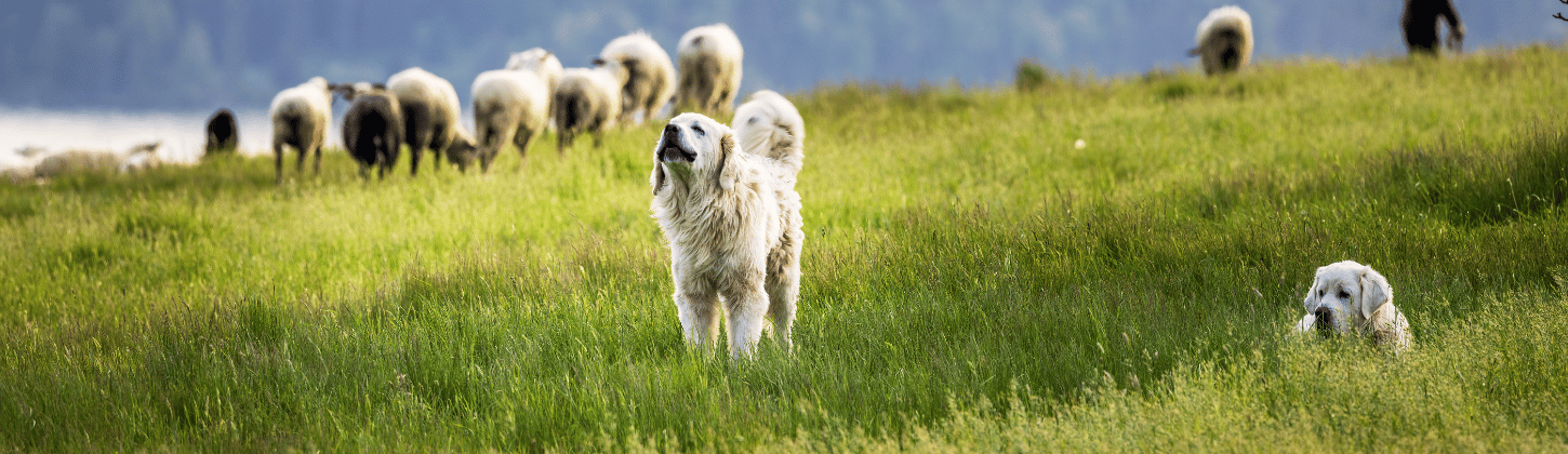 Tracking Livestock Guardian Dogs with the Oyster3