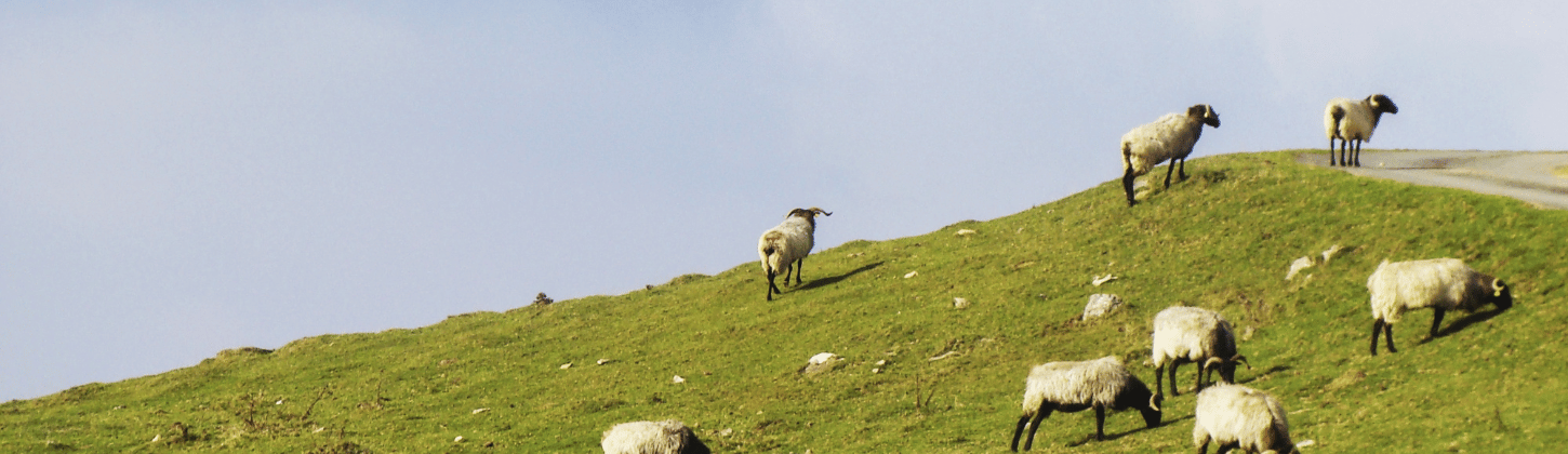 Livestock Monitoring in the Alpes