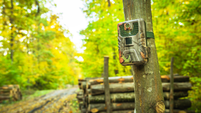 How to Deploy IoT Sensor Monitoring in Wildlife Conservation